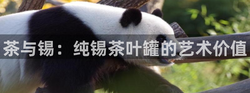 彩名堂免费计划亮点